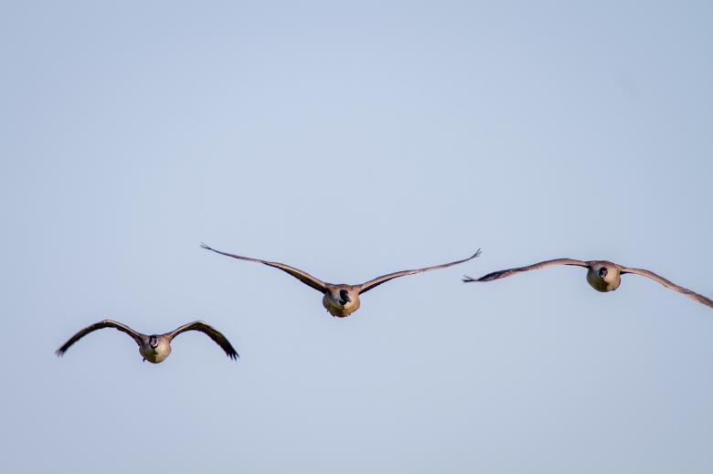 Free stock image of Flying birds created by Matt Bango