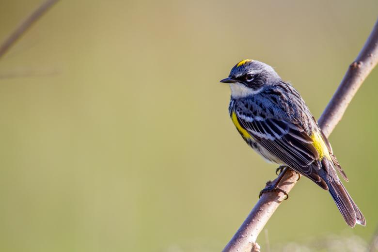 Free stock image of Perched bird created by Matt Bango