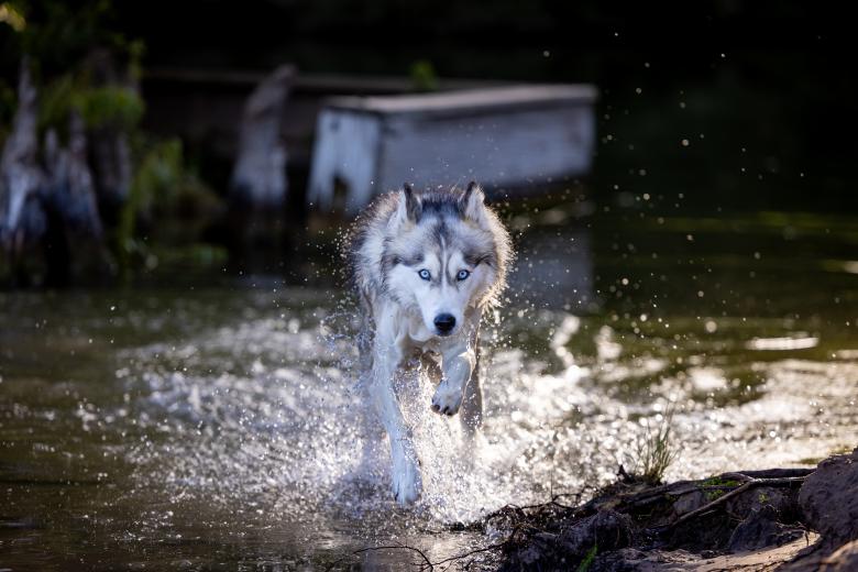 Free stock image of Husky created by Matt Bango