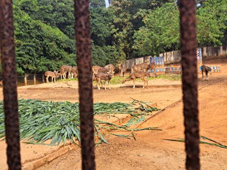 deer in the zoo at the cage - Free Stock Photo