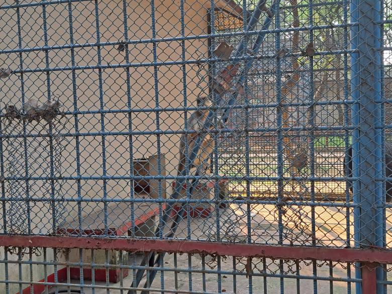 Free stock image of monkey in the cage created by ishrak mir