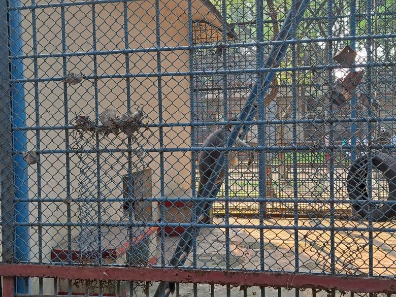 Free stock image of monkey in the cage at the zoo created by ishrak mir