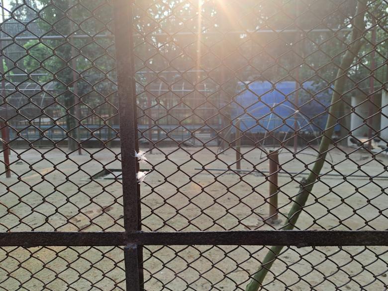 Free stock image of some birds in this cage the the corner created by ishrak mir
