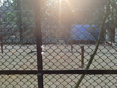 some birds in this cage the the corner - Free Stock Photo