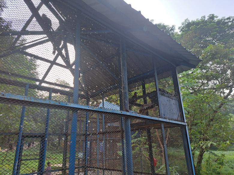 Free stock image of the monkeys in the zoo created by ishrak mir