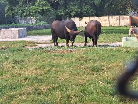 two cows in the zoo - Free Stock Photo