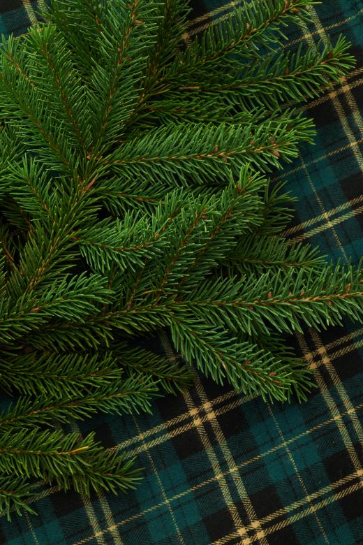 Free stock image of Seasonal background created by Seacoast sage