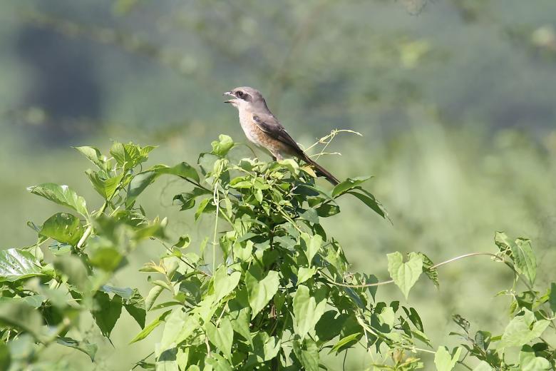Free stock image of Red tailed shrike created by sylvester alphonso