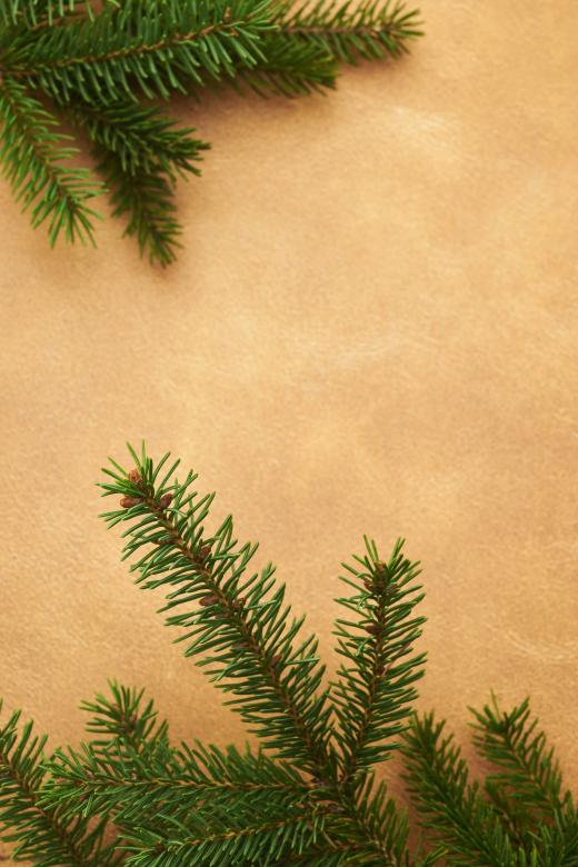 Free stock image of Seasonal background created by Seacoast sage