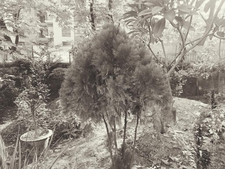 Free stock image of the parachute plant outside created by ishrak mir