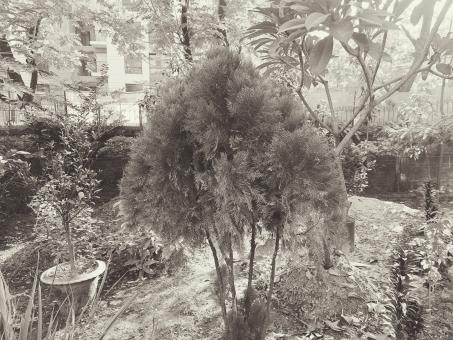 the parachute plant outside