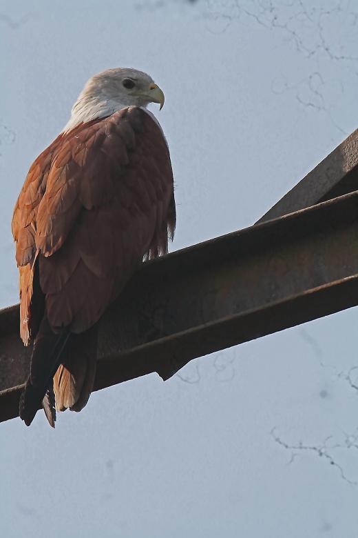 Free stock image of brahminy kite created by sylvester alphonso