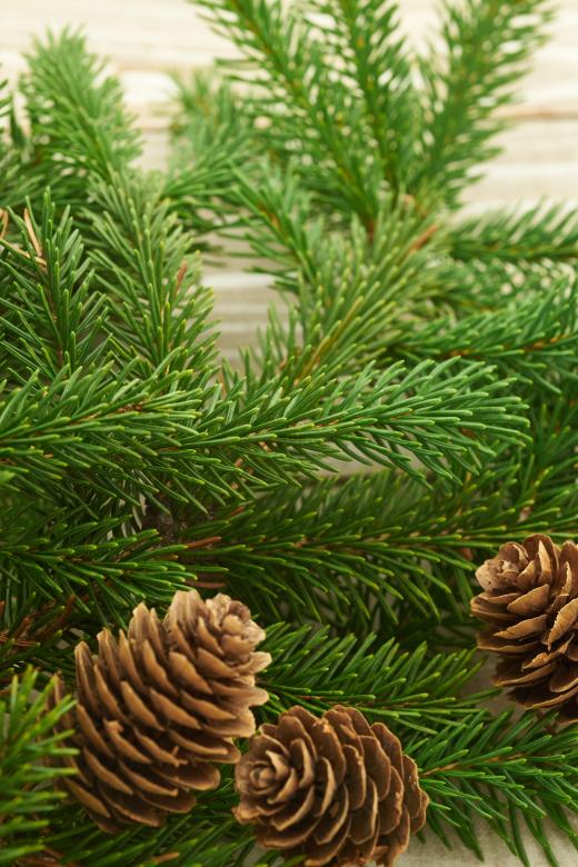 Free stock image of Pine tree branches created by Seacoast sage