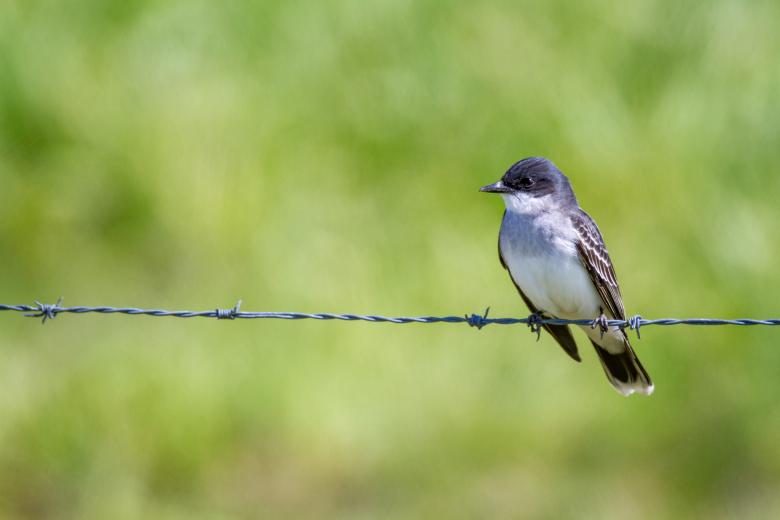 Free stock image of Perched bird created by Matt Bango
