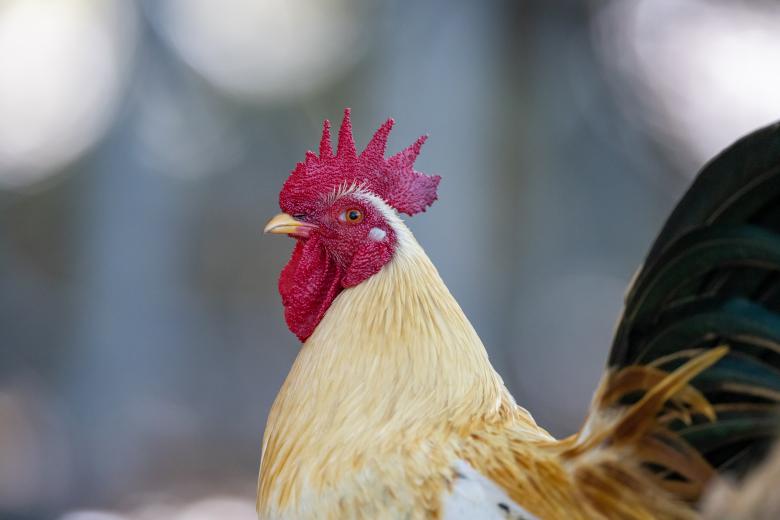 Free stock image of Rooster created by Matt Bango