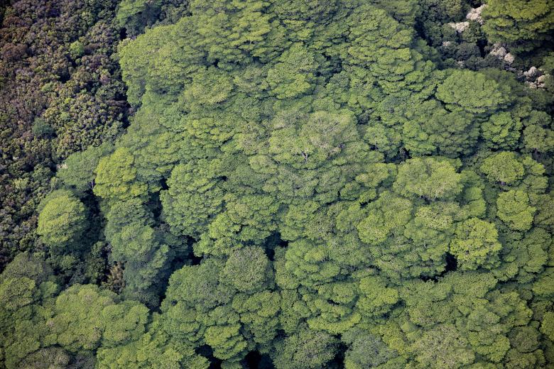 Free stock image of Tree tops created by Matt Bango