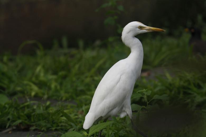 Free stock image of Cattle egret created by sylvester alphonso
