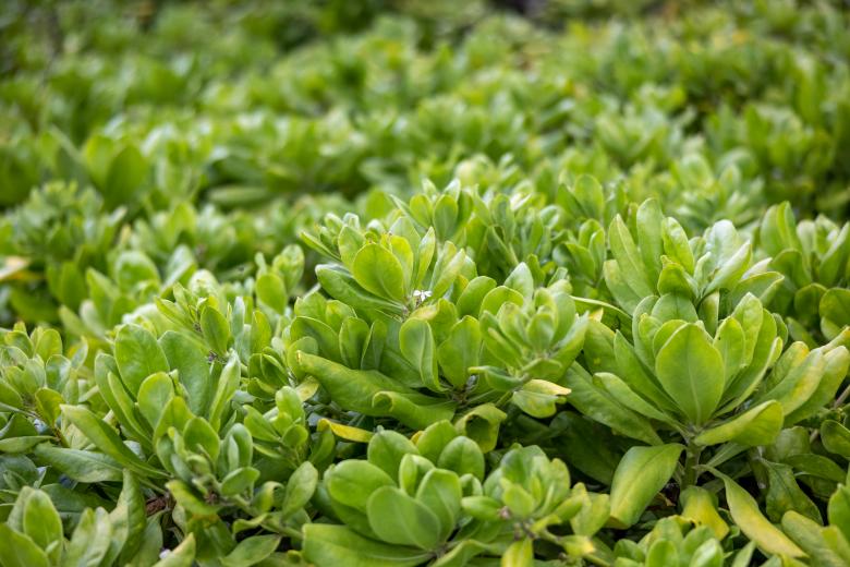 Free stock image of Succulents created by Matt Bango