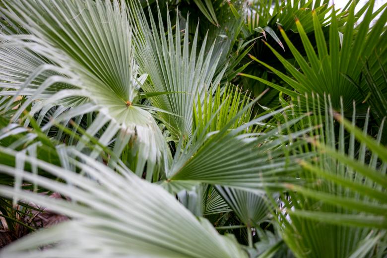 Free stock image of Palm leaves created by Matt Bango