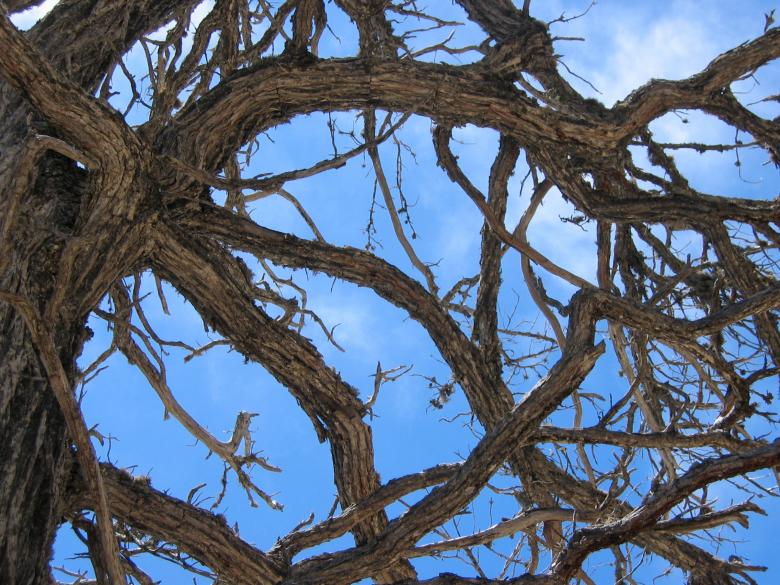 Free stock image of Gnarly tree created by Secret Agency