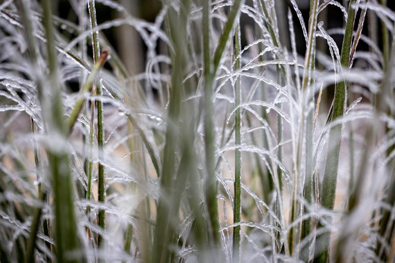 Free stock image of Frosty grass created by Matt Bango