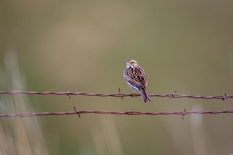 Free stock image of Perched bird created by Matt Bango