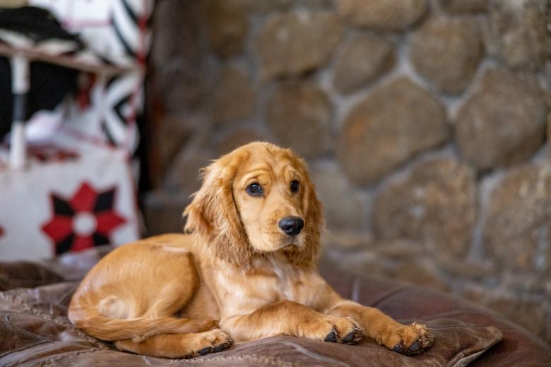 Free stock image of Cute dog created by Matt Bango