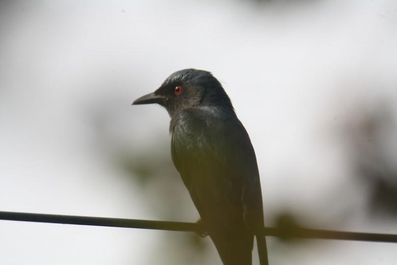 Free stock image of Black Drongo created by sylvester alphonso