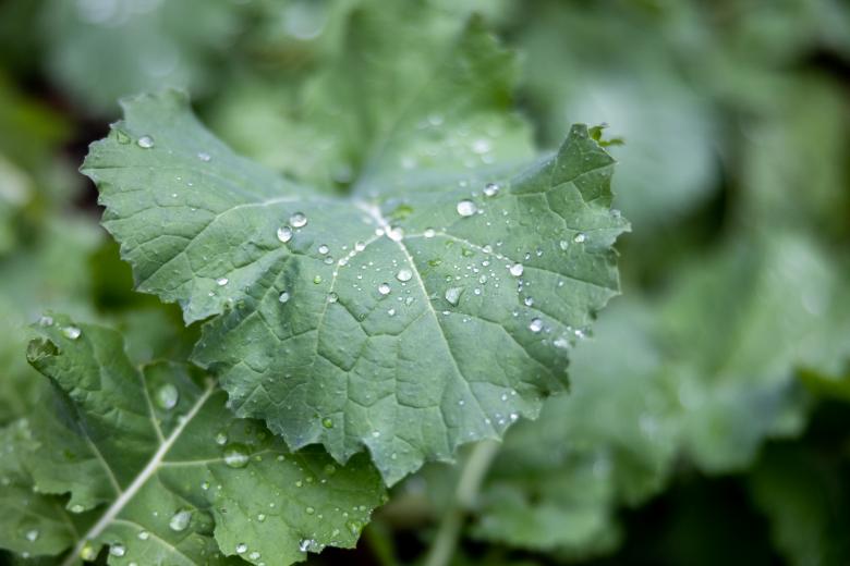 Free stock image of Fresh kale created by Matt Bango