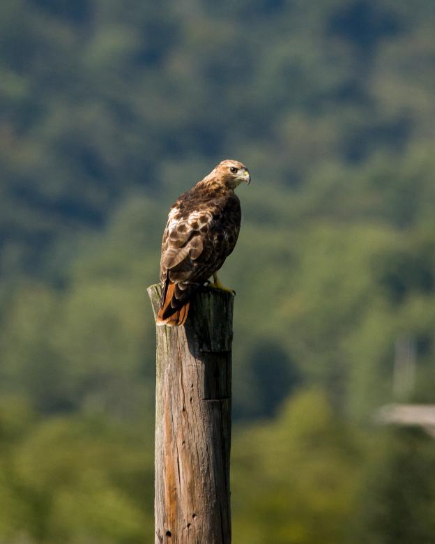 Free stock image of Perched Hawk created by Matt Bango