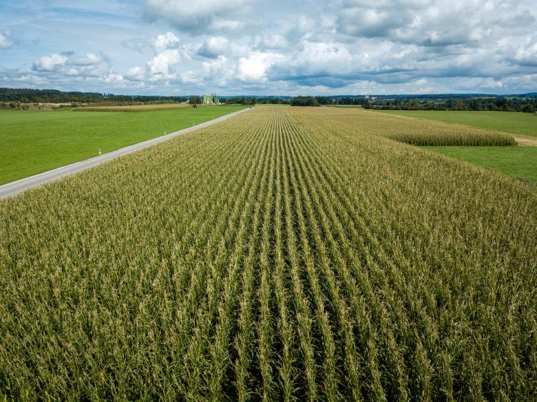 Free stock image of Corn field created by Matt Bango