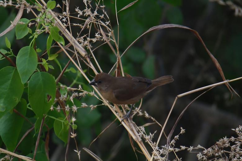Free stock image of Scaly breasted munia created by sylvester alphonso
