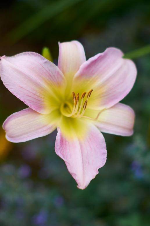 Free stock image of Wild flower created by Secret Agency