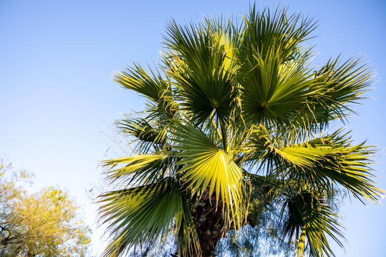 Free stock image of Palm tree created by Matt Bango