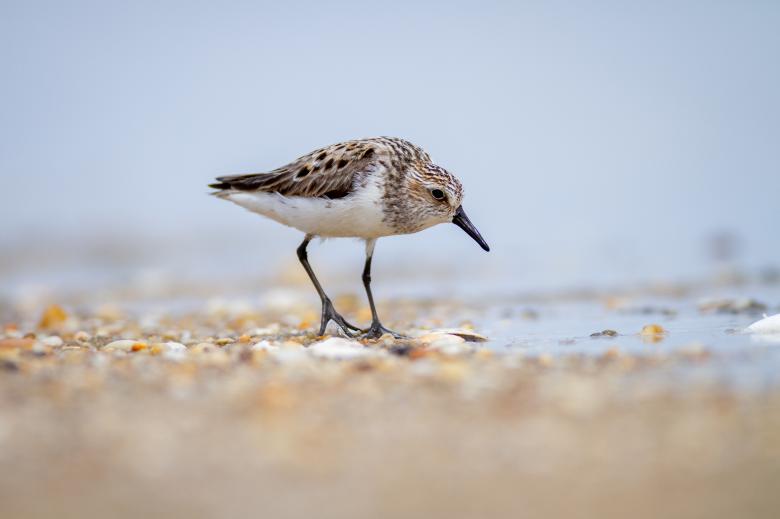 Free stock image of Sandpiper created by Matt Bango