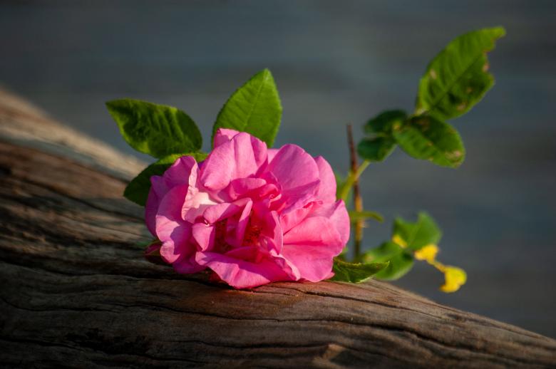 Free stock image of Pink flower created by Matt Bango