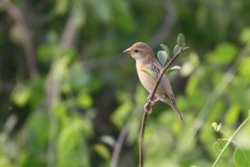 Free Stock Photo of Baya weaver