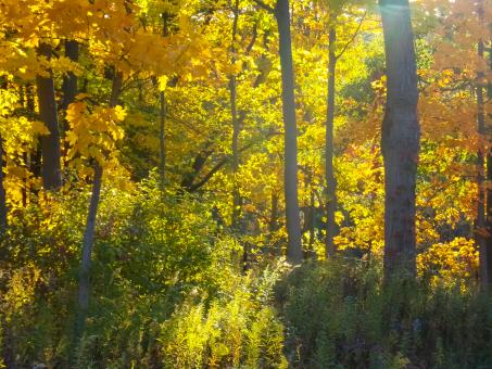  Autumn Screensaver HD
