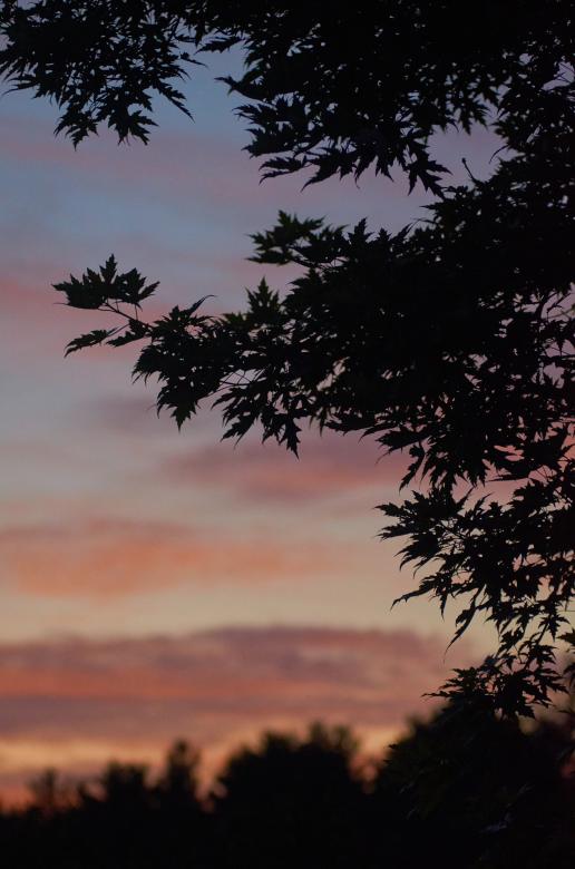 Free stock image of Tree silhouette created by Secret Agency