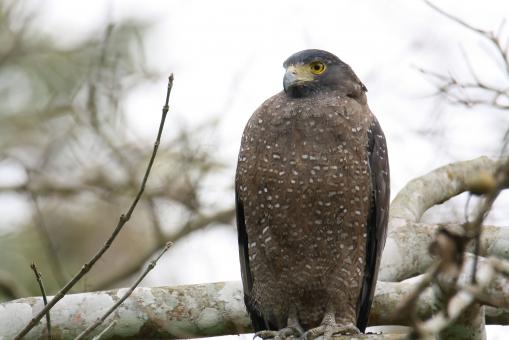 Free Stock Photo of Spilornis cheela( Crested serpent eagle)