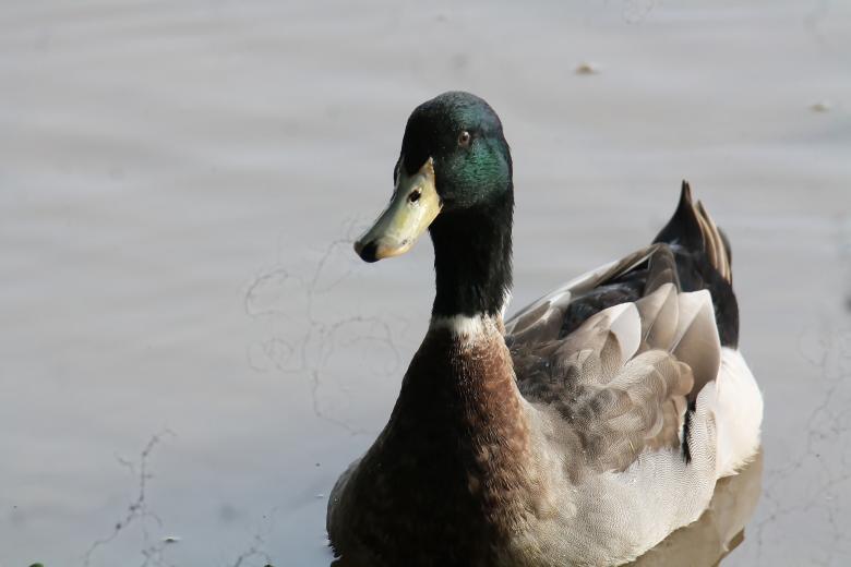 Free stock image of Mallard created by sylvester alphonso