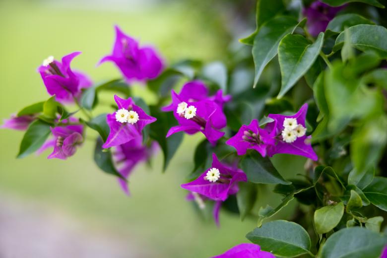 Free stock image of Purple flowers created by Matt Bango