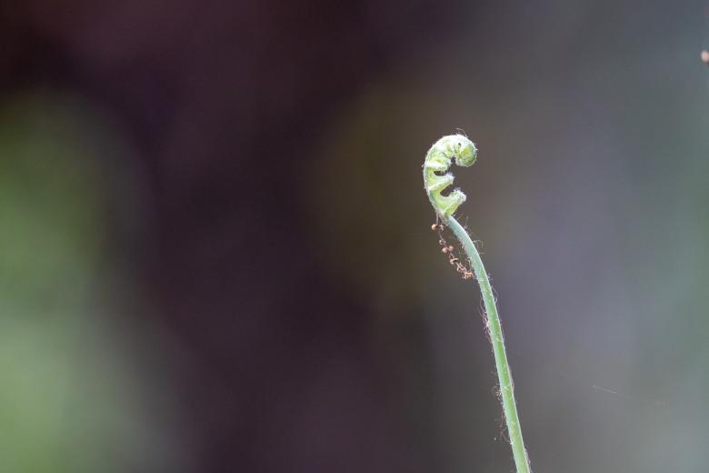 Free stock image of Spring fern created by Matt Bango