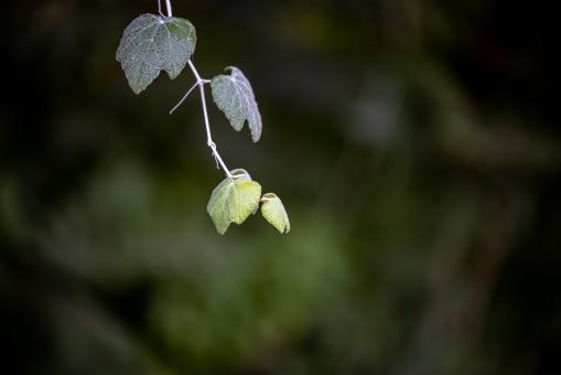Free Stock Photo of Plant leaves