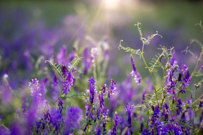 Free stock image of Purple flowers created by Matt Bango