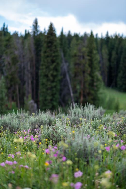 Free stock image of Lush landscape created by Matt Bango