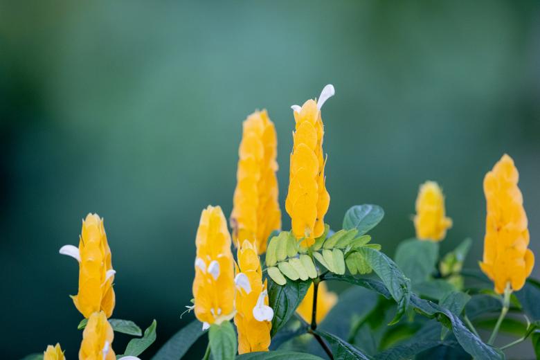 Free stock image of Yellow flowers created by Matt Bango