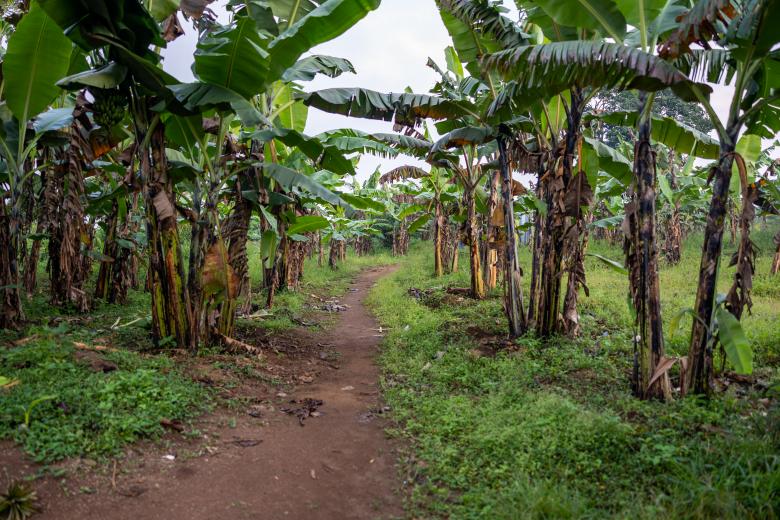 Free stock image of Rural path created by Matt Bango