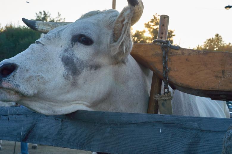 Free stock image of Cow at the fair created by Secret Agency
