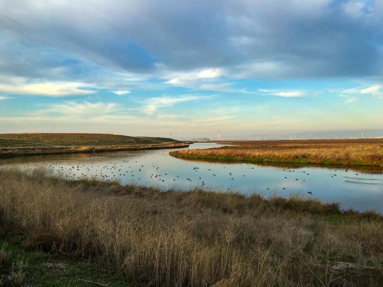 Free stock image of Wetlands landscape created by Matt Bango